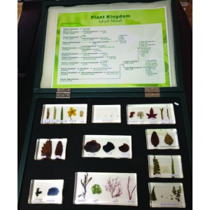 Plantae Kingdom Specimen: